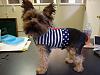 Awesome Dress by Chloe Bella designs-max-harness.jpg