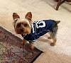My new lil Yorkie that CAN STOP A CROWD Beau Jangles-2015-cowboy-jersey.jpg