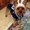 My new lil Yorkie that CAN STOP A CROWD Beau Jangles-football-season-2015.jpg