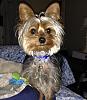 My new lil Yorkie that CAN STOP A CROWD Beau Jangles-beau-best-shot.jpg