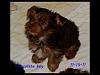 Chocolate Yorkie-snapshot-1-6-17-2015-3-46-pm-.jpg