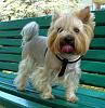 how my Yorkie rules in a park :-)-rsz_071.jpg