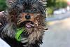 New Baby, Chewie!-fb_20151006_13_23_01_saved_picture.jpg