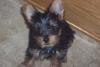 Starsky's ears are up!!!-100_1355.jpg