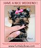 Have a nice weekend !-niceweekendfurbabybowc.jpg