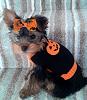 Pixie says Happy Halloween-11214170_831520606947287_8613450067673989055_n.jpg