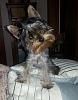 Squeaker 1st Yorkie-unnamed.jpg