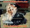 My yorkie modeling for FurBabyBows-slolachristmaspromotion.jpg