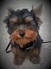 Our new Yorkie - Rocco-20151108_172038_resized.jpg