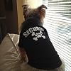 Security Yorkie-261.jpg