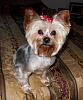 Bella back from the groomers.-bella-fb.jpg