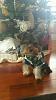 My Baby Beowulf's First Christmas!-20151224_160354-600x1066.jpg