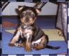 Updated Pix from the Breeder....-camilla5-3.jpg