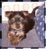 Updated Pix from the Breeder....-camilla5-6.jpg