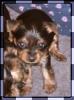 Updated Pix from the Breeder....-camilla5-7.jpg