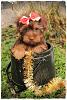 Yorkiepoo Ginger-image.jpeg