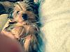 My Yorkie, Ziggy!-12075094_1510453022582387_4326459709080548778_n.jpg