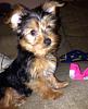 My Yorkie, Ziggy!-ziggy.jpg