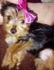 My Yorkie, Ziggy!-ziggy2.jpg