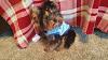 My baby Riley had his 1st. haircut-rileys-1st-haircut-20160105_194435.jpg