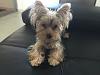 What coat is my Yorkie?-img_9729.jpg