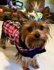 Visual Tutorial - How To Post a Picture on YorkieTalk-12495222_10153812449967310_4747433470354290219_n.jpg