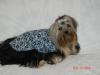 Sophie got a new outfit and some new hairbows.-album-7-358-320-x-240-.jpg