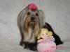 Sophie got a new outfit and some new hairbows.-album-8-059-320-x-240-.jpg