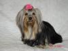 Sophie got a new outfit and some new hairbows.-album-8-061-320-x-240-.jpg
