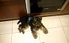 My yorkie Rebus-received_10153390854493404.jpeg