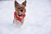 Enjoying Winter Wonderland-img_5236.jpg