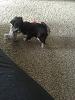 Here are some pictures of Daisy:)-img_0899__1454520661_47116.jpg