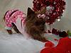 Best yorkie butt contest!-image.jpeg