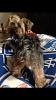 Best yorkie butt contest!-image.jpg