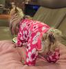 Best yorkie butt contest!-lexie-butt2.jpg