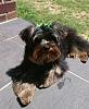 My yorkie Rebus-14547430006831.jpg