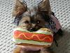 Molly and her hotdog!-image.jpeg