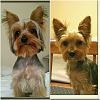 Zeusy got a Haircut!-vzm-img_20160303_224812-resize.jpg
