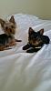 Double the Sweetness-2016040395161424-resize.jpg