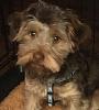 Yorkiepoo Ginger-image.jpeg