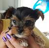 Newbies!-bb-yorkie-female-puppy-sale-2.jpg