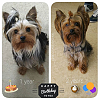 Scottie turned 2 yrs old a few days ago :)-scottie-2yrs-6.png