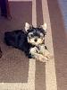 My new Yorkie Snoopy, 13 weeks old smart boy-image1-9-.jpg