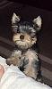 My new Yorkie Snoopy, 13 weeks old smart boy-image3.jpg