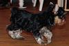 My new Yorkie Snoopy, 13 weeks old smart boy-image1-6-.jpg