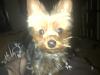 Just wanted to thank you for allowing me into your exclusive yorkie club-img-20131231-00074.jpg
