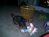 Brasco's new fave toy!-luigi-brasco-123.jpg