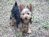 Amazing Yorkies! Pups-cook-pup.jpg