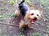 Amazing Yorkies! Pups-cook-adult.jpg