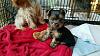 Amazing Yorkies! Pups-rd_girl.jpg